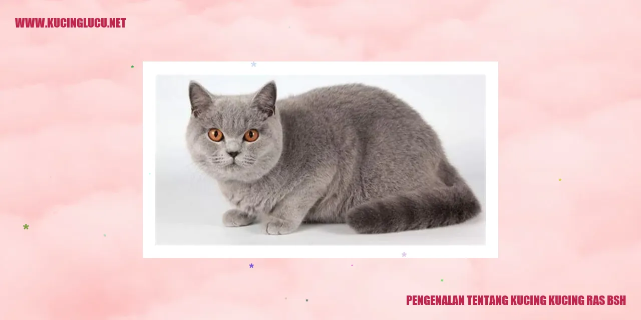 Kucing ras British Shorthair