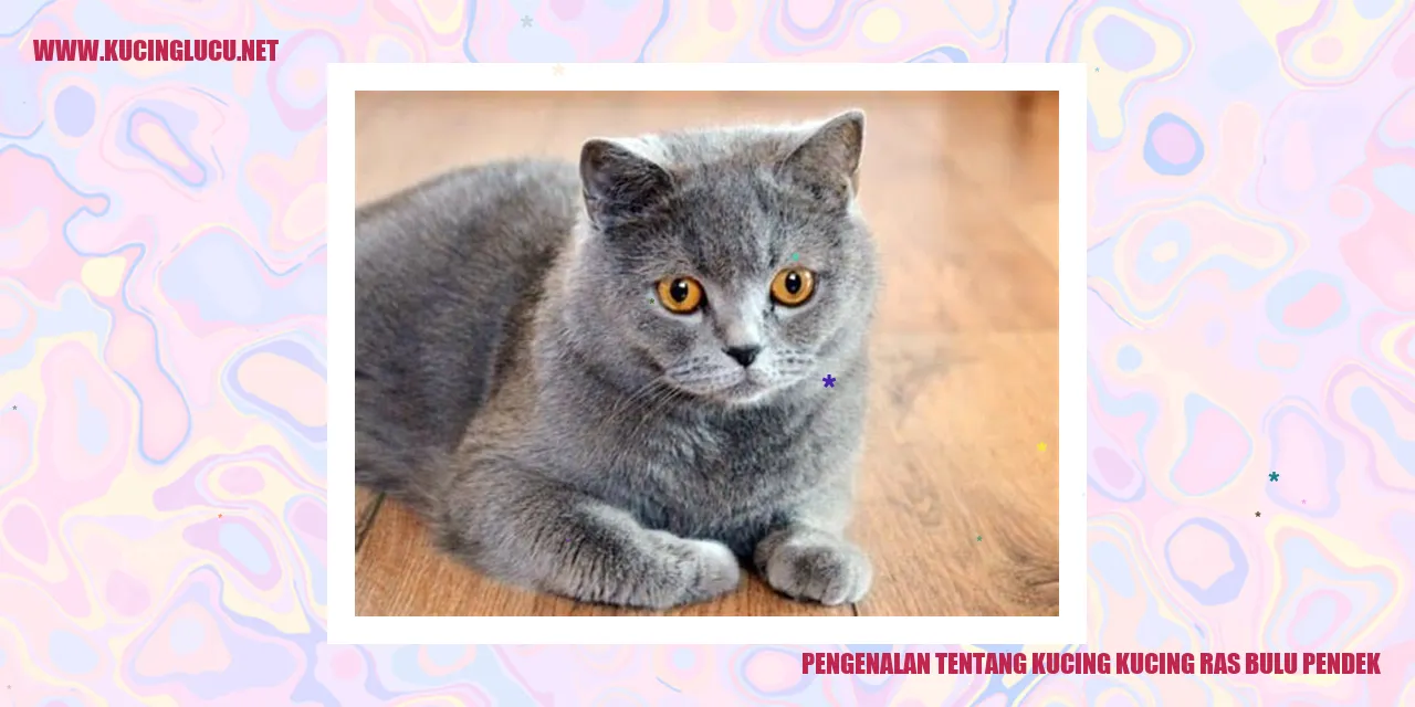 Kucing Ras Bulu Pendek