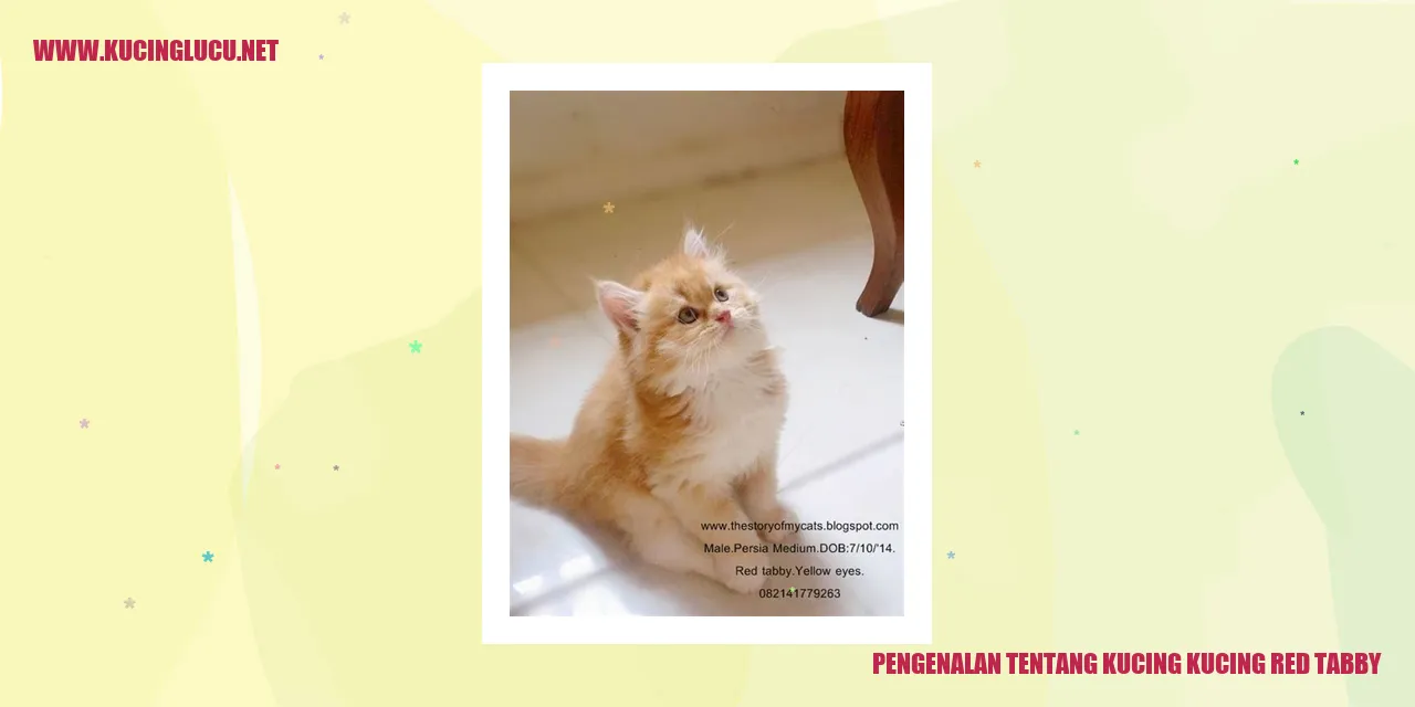 Kucing Red Tabby