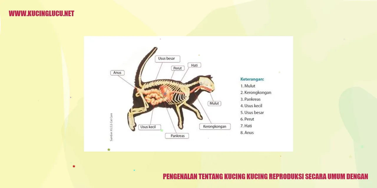 Gambar Kucing