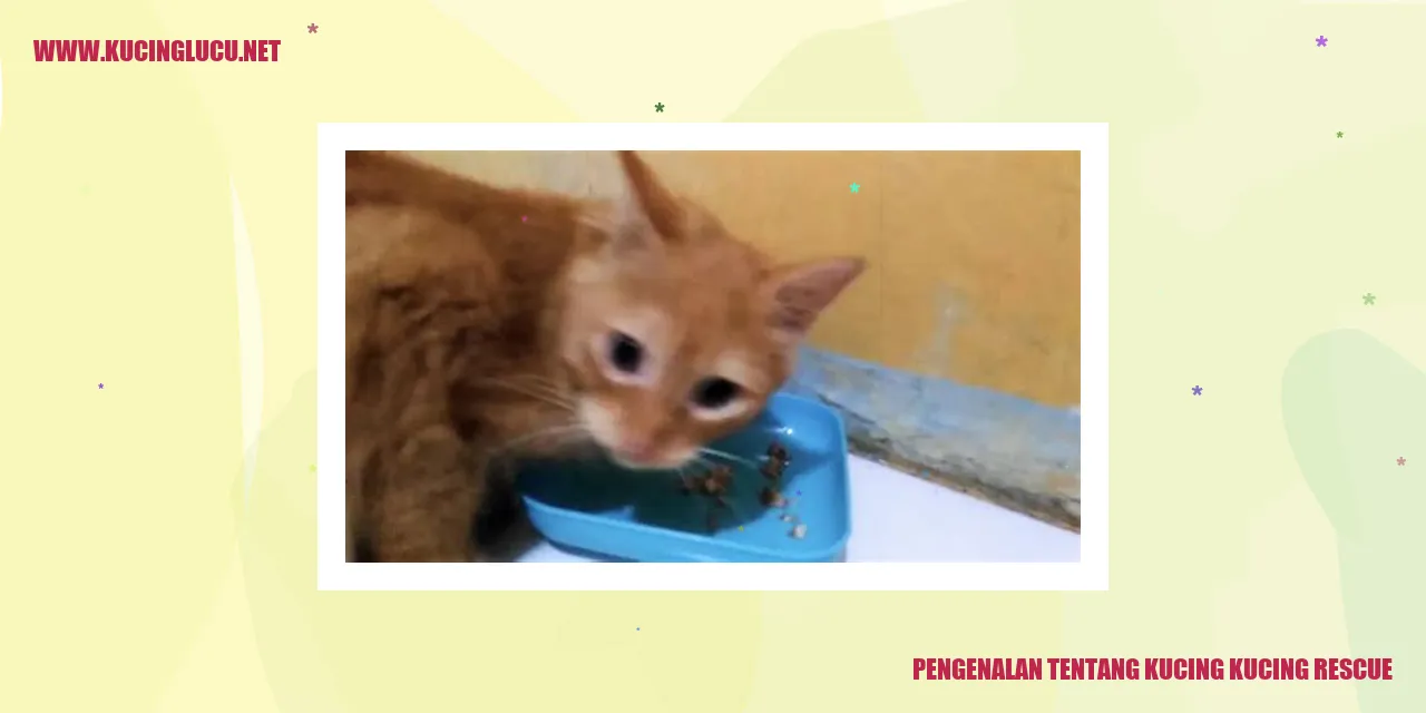 Kucing Kucing Rescue