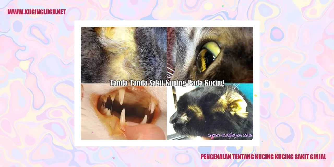 Ginjal yang Terkena pada Kucing