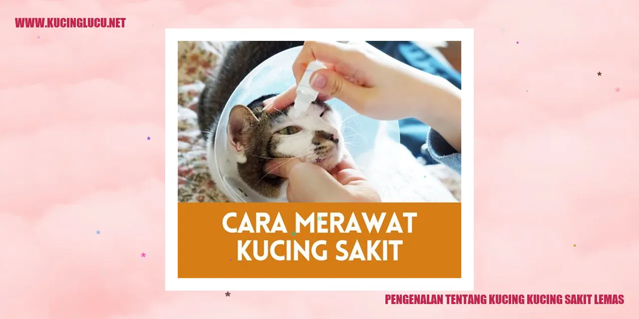 Kucing Mengalami Kondisi Lemas