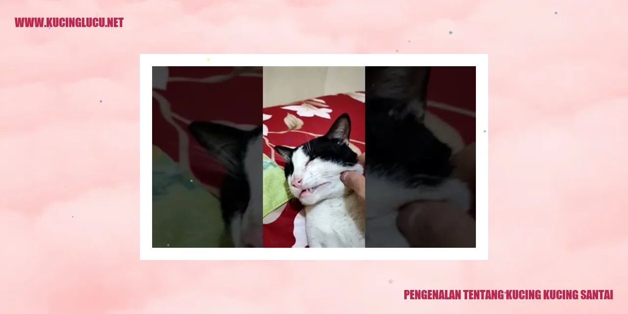 Gambar kucing santai