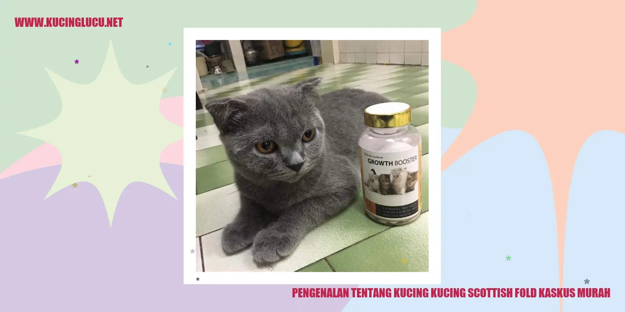 Gambar Kucing Scottish Fold