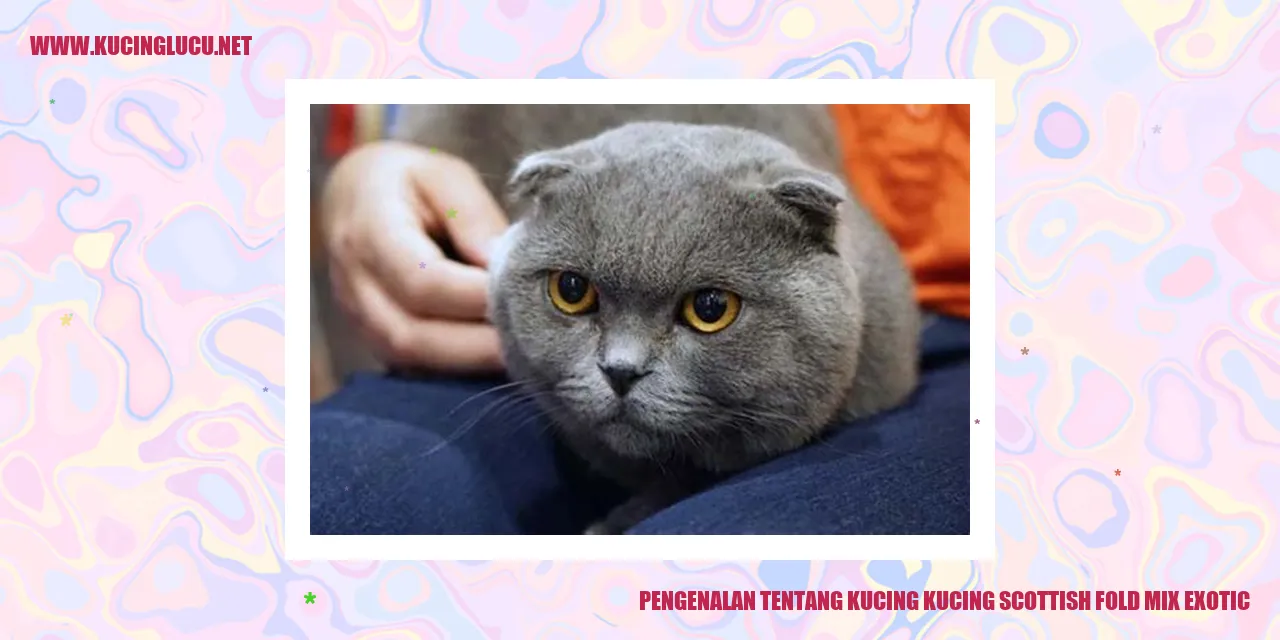 Kucing Scottish Fold Mix Exotic