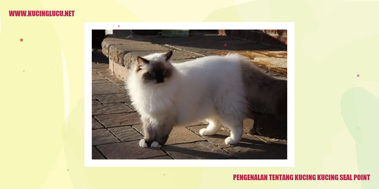Kucing Seal Point