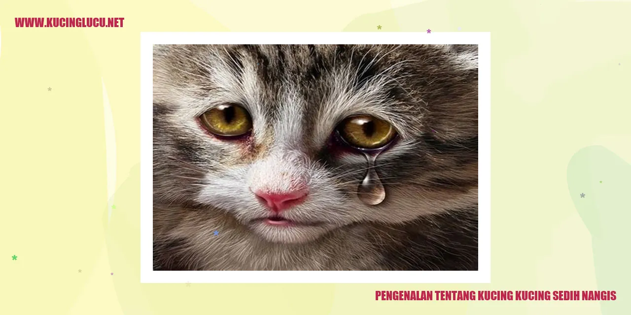 Kucing sedih nangis