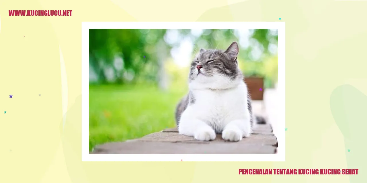 Gambar Kucing yang Sehat