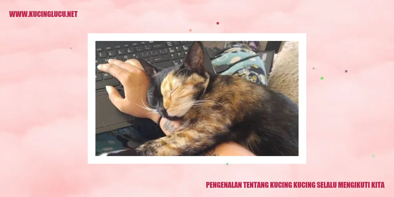 Gambar Kucing Menggemaskan
