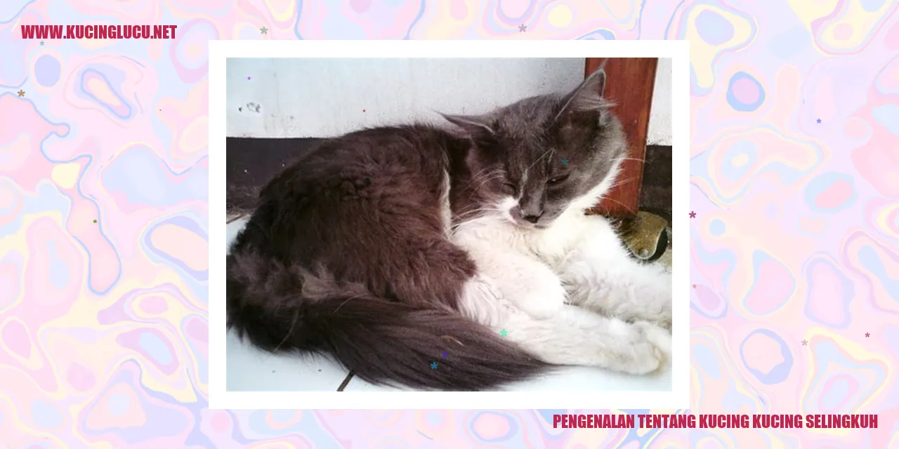 Gambar Kucing-Kucing Keliaran