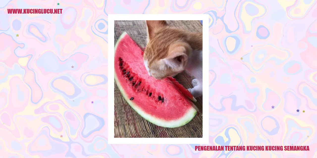 Kucing Kucing Semangka