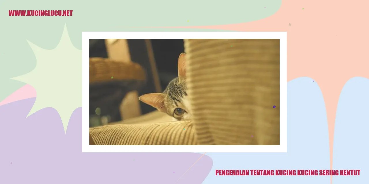 Gambar kucing sedang buang angin