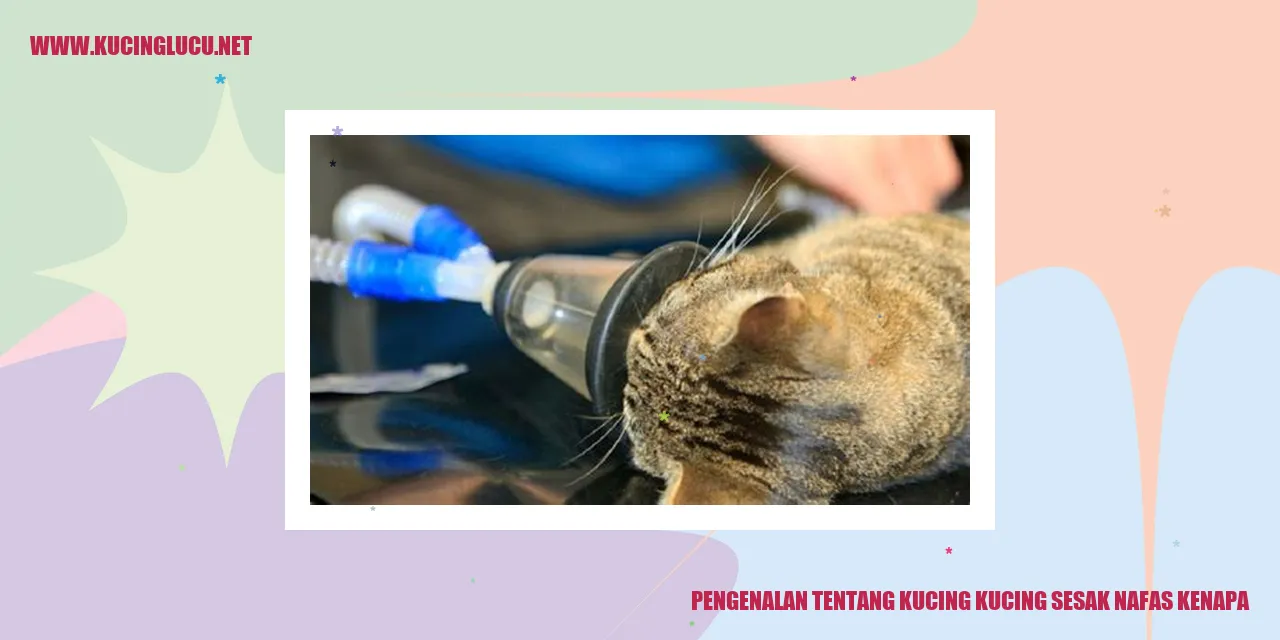 Kucing yang Mengalami Masalah Pernafasan