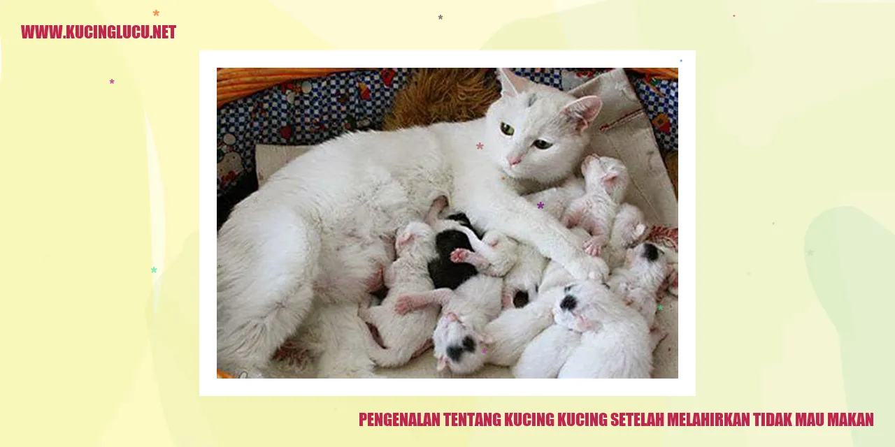 gambar kucing yang baru melahirkan