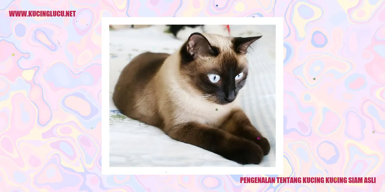 Kucing Siam Asli