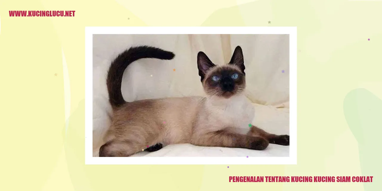 Kucing Siam Coklat