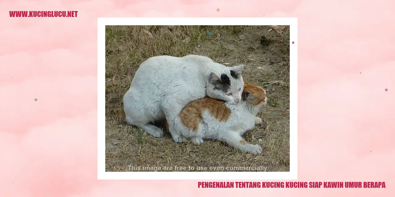 Gambar Kucing