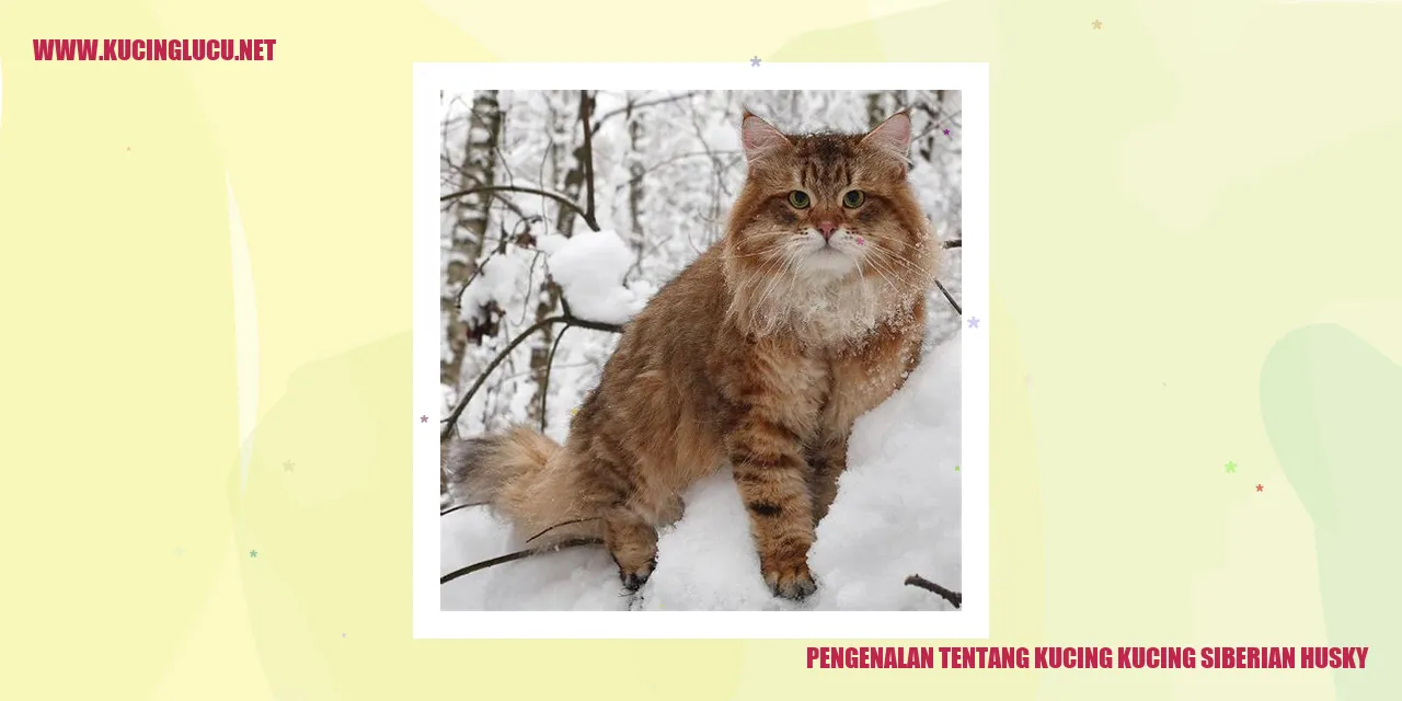 Kucing Siberian Husky