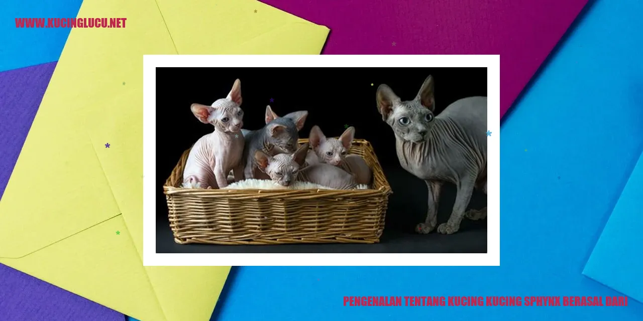 Gambar Kucing Sphynx