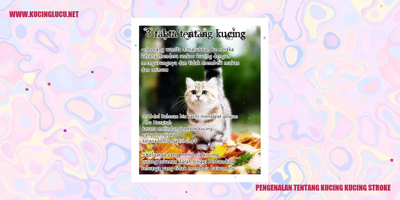 gambar kucing stroke