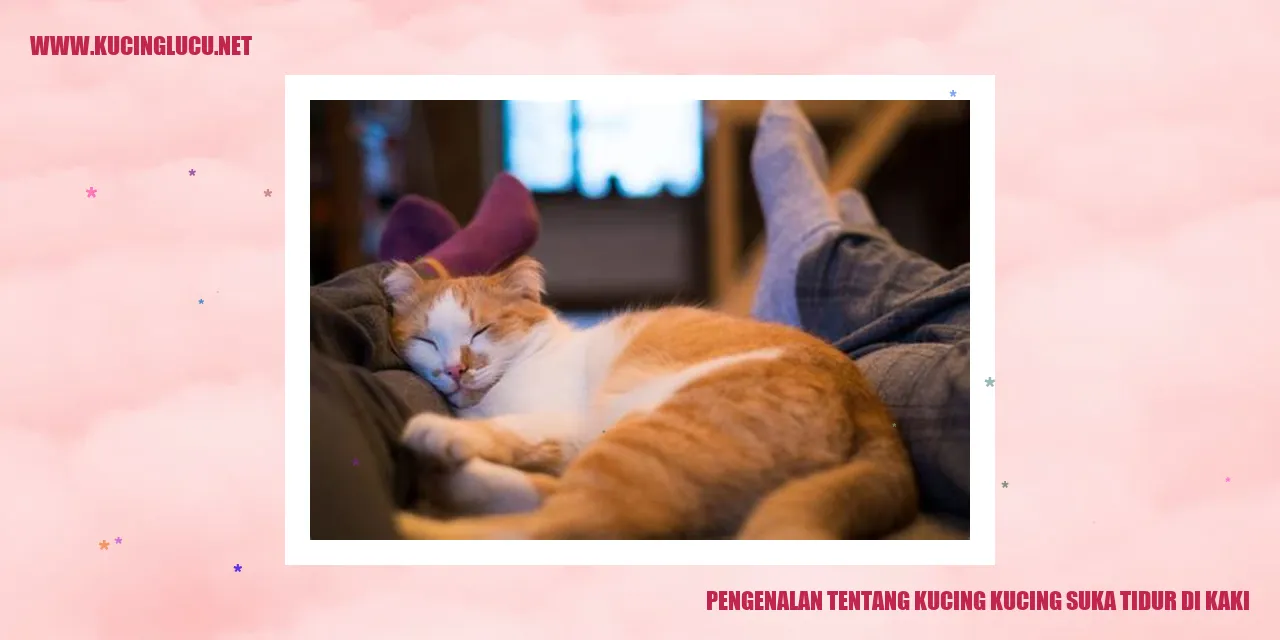 Kucing tidur di kaki