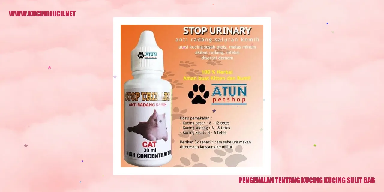 Kucing Lucu