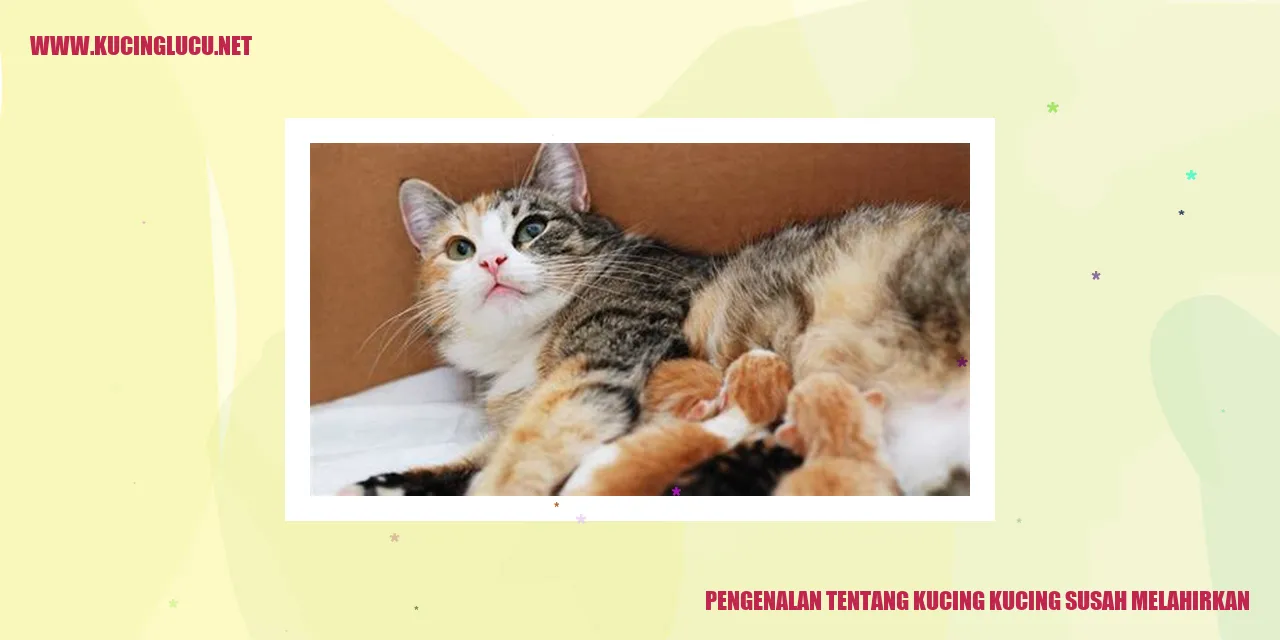 Gambar Kucing Melahirkan