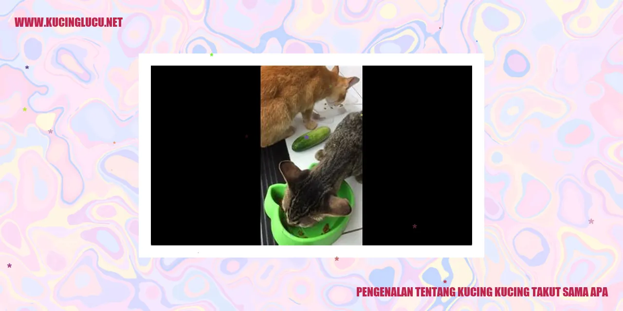 Foto seekor kucing yang berkeliaran
