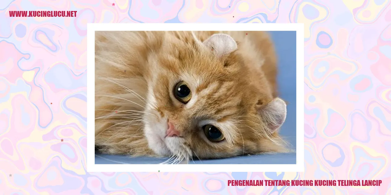 Gambar Ilustrasi Kucing Telinga Lancip