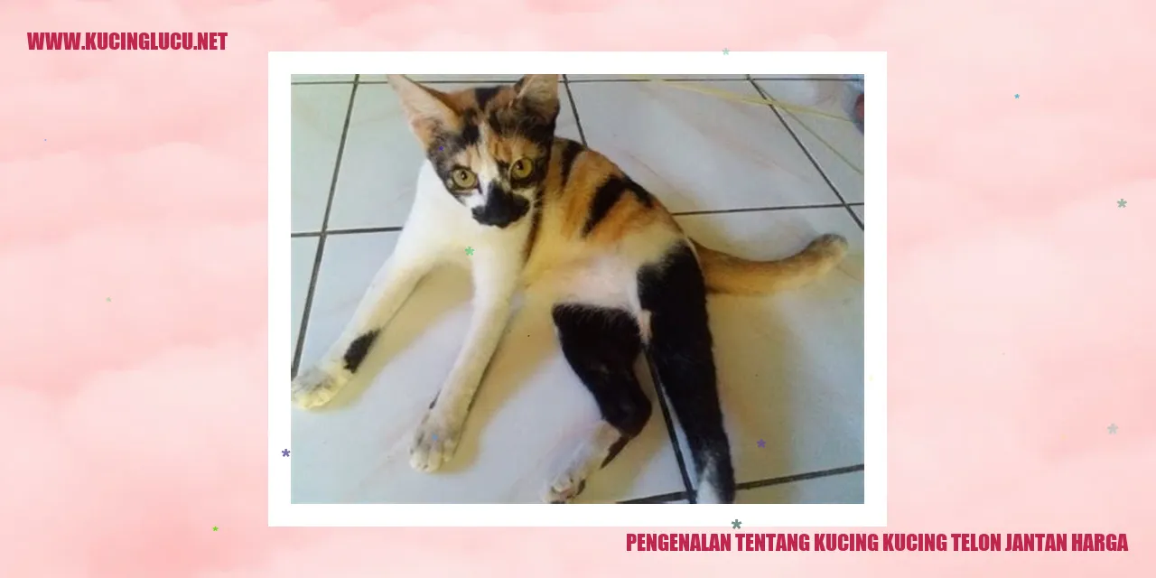 Kucing Telon Jantan Menggemaskan