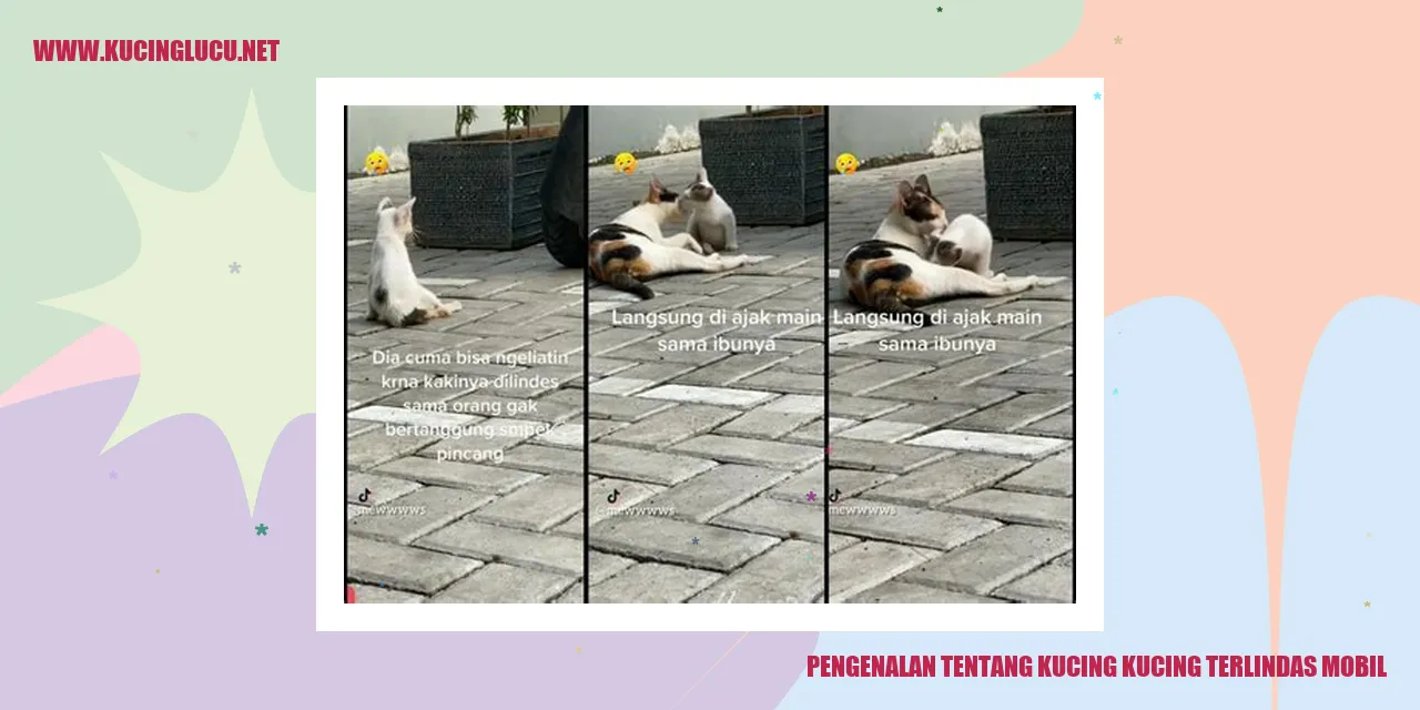 gambar kucing terlindas mobil