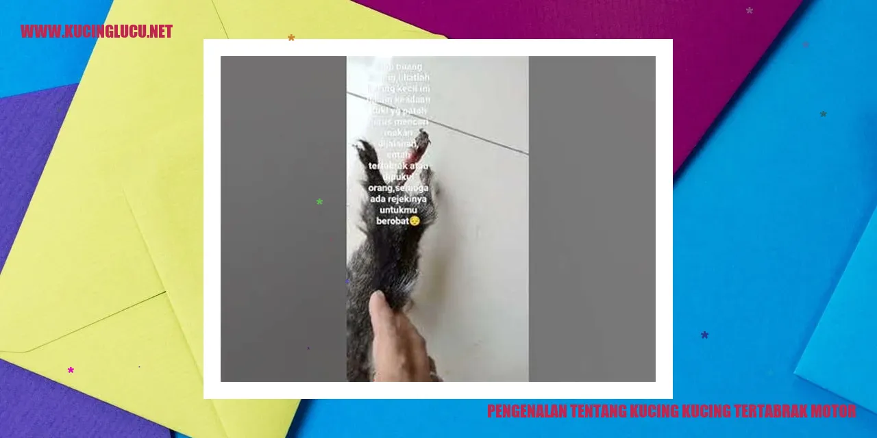 Kucing-kucing tertabrak motor