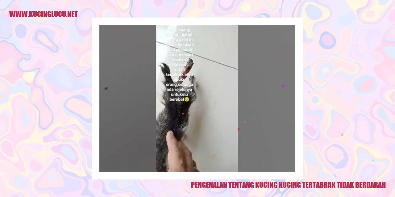 Kucing Tertabrak