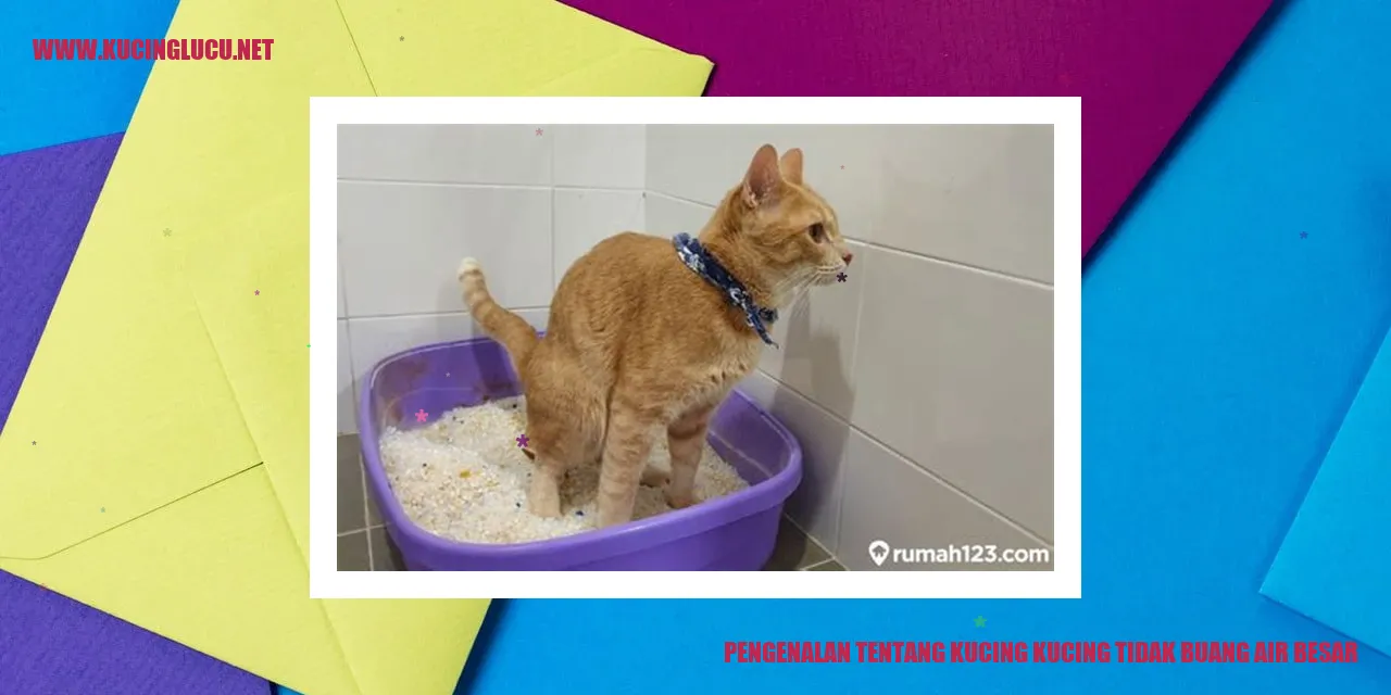 gambar kucing