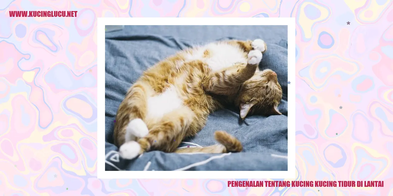 Kucing Tidur di Lantai