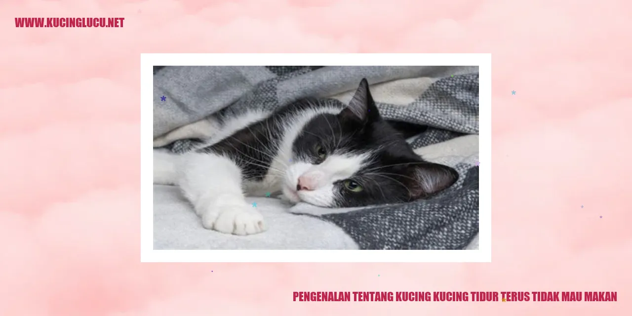 Gambar Kucing tidur
