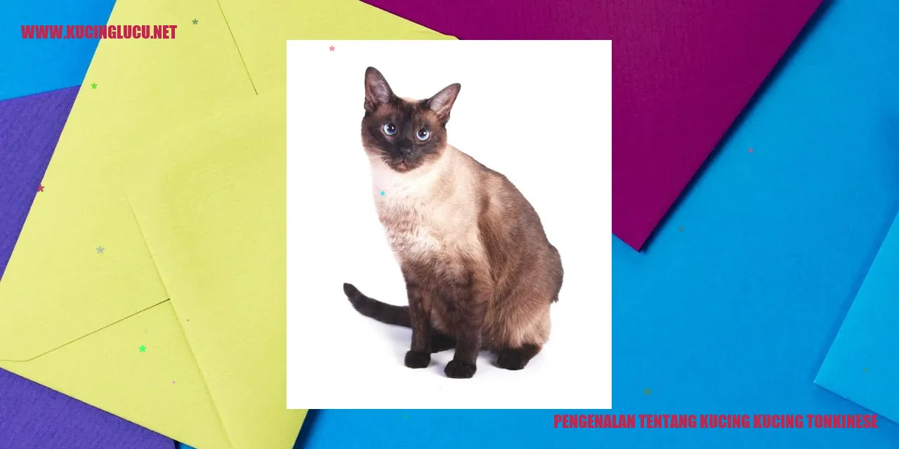 Gambar Kucing Tonkinese