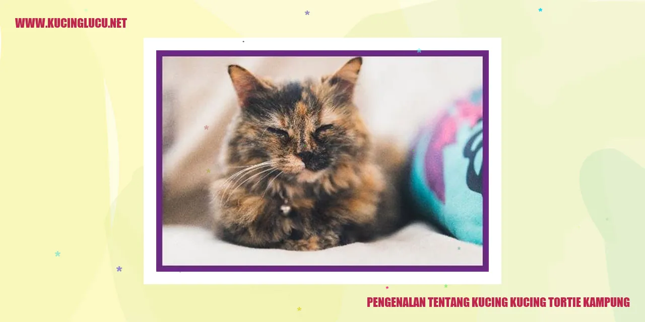 Kucing Tortie Kampung