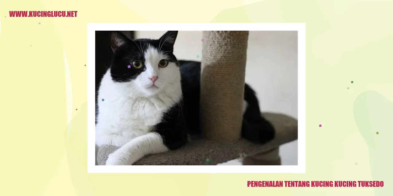 Gambar Kucing Tuksedo