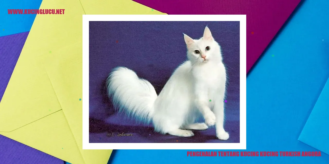 Foto Turkish Angora
