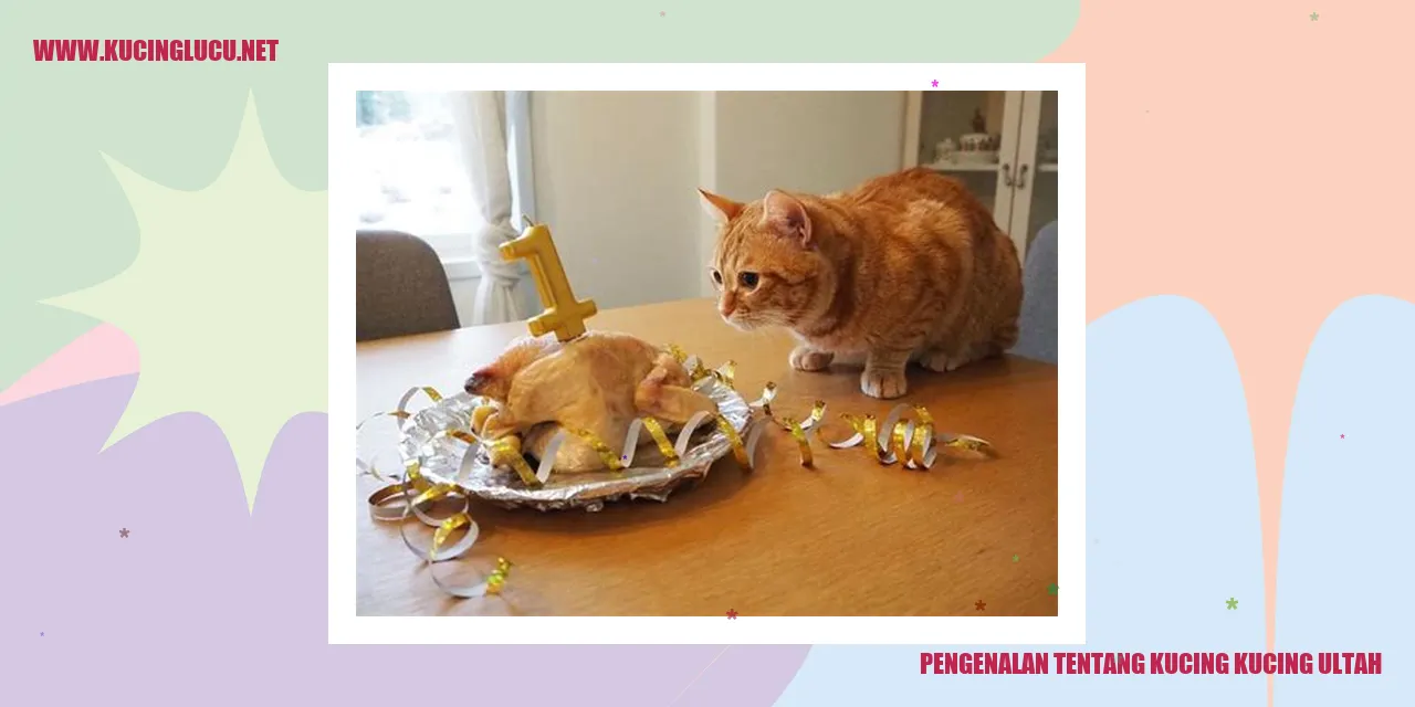 gambar kucing