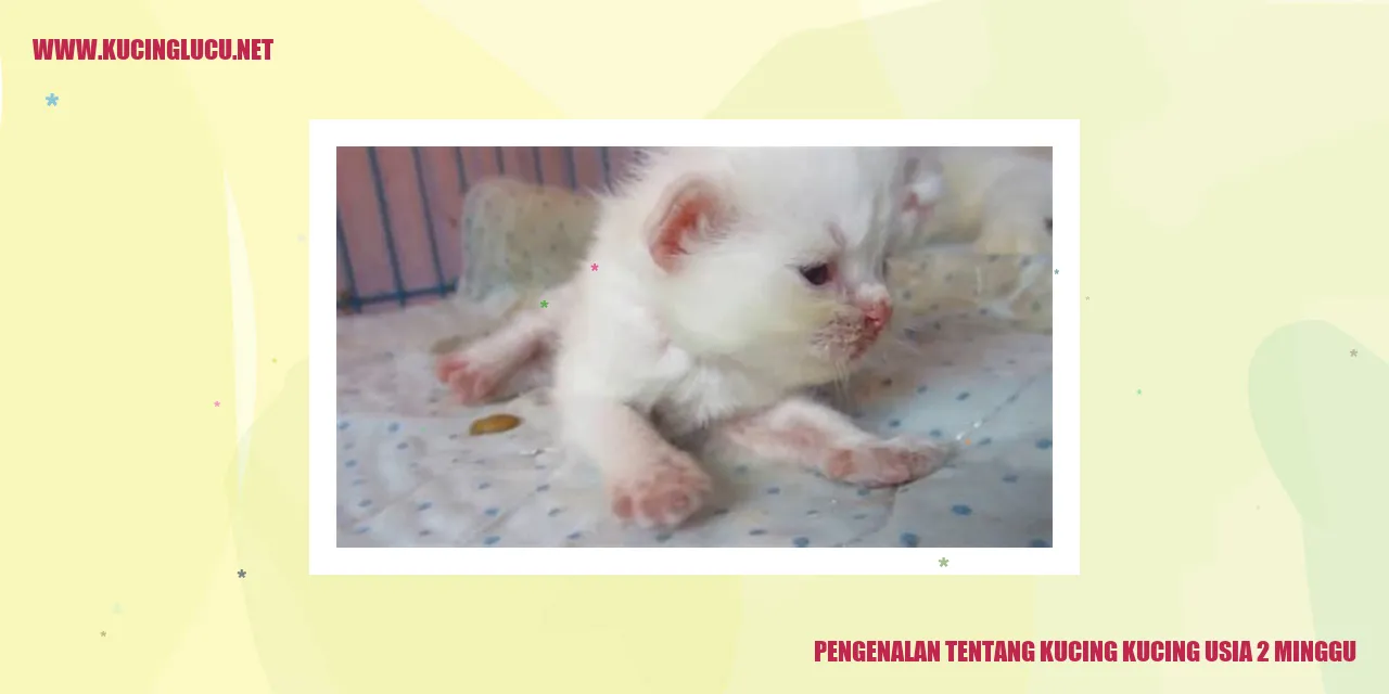 Gambar Kucing-kucing Usia 2 Minggu