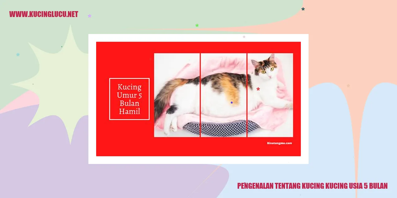 Kucing berusia 5 bulan