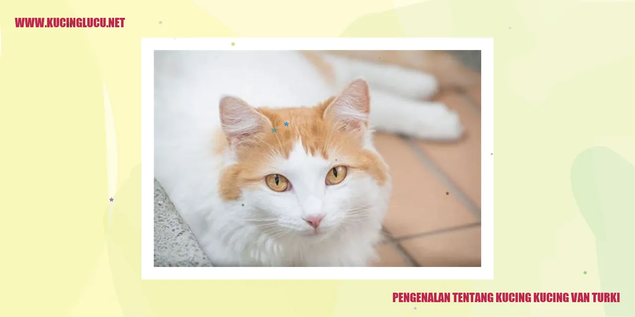 Gambar Kucing Van Turki
