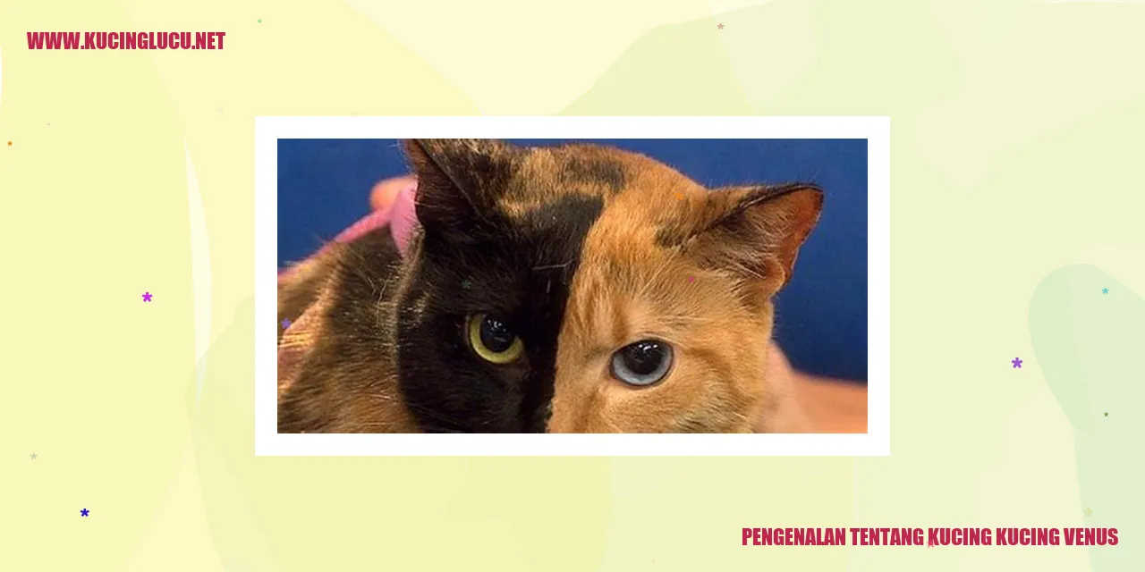 gambar kucing Venus