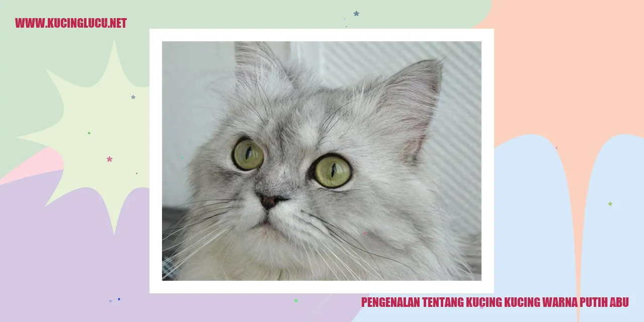 Kucing Warna Putih Abu yang Menawan