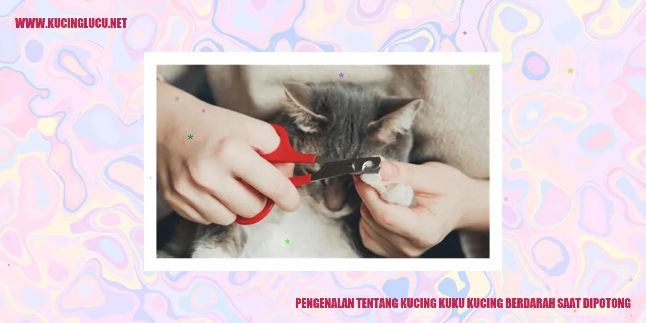 Gambar Kucing Kuku Kucing Berdarah saat Dipotong