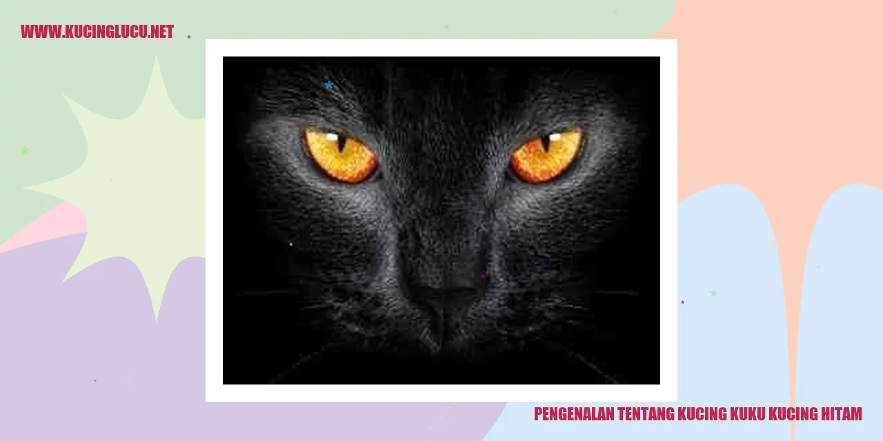 Gambar Kucing Kuku Kucing Hitam