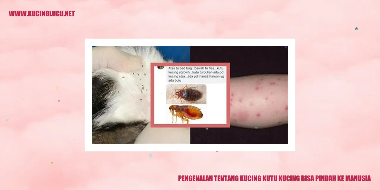 Gambat Kucing dengan kutu